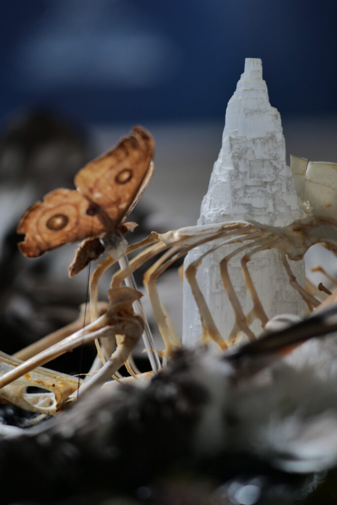 Detail of a bone and moth sculpture
