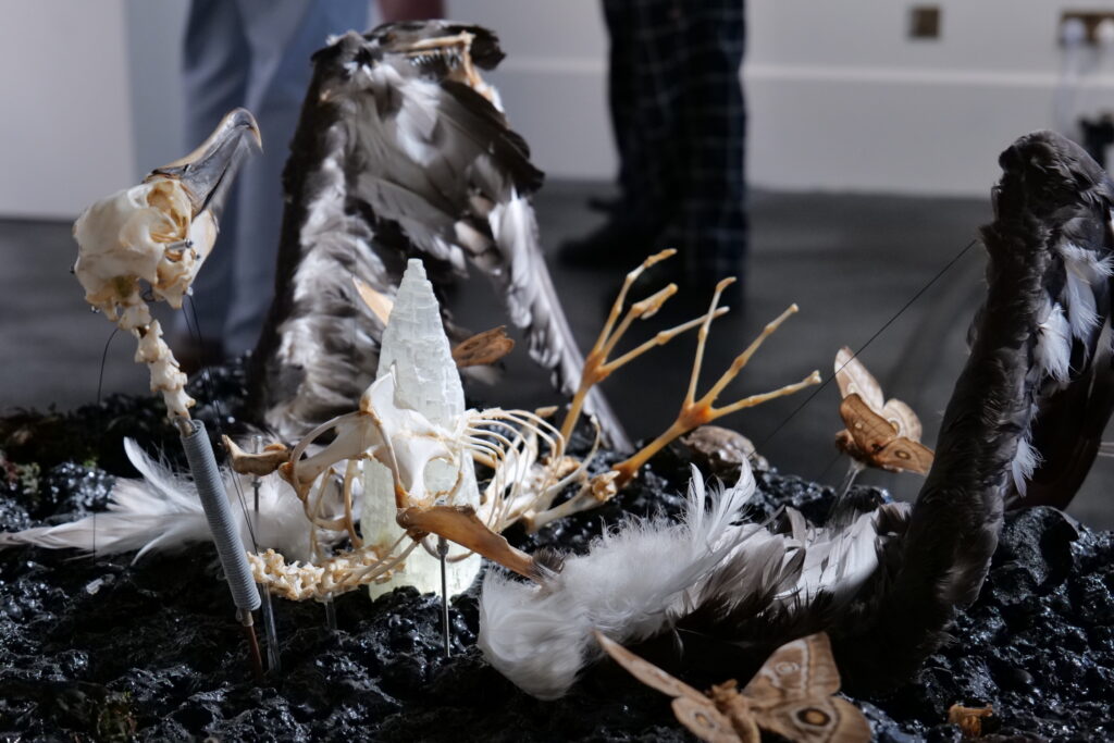 Floor installation of a bird skeleton, bones and feathers on dark earth