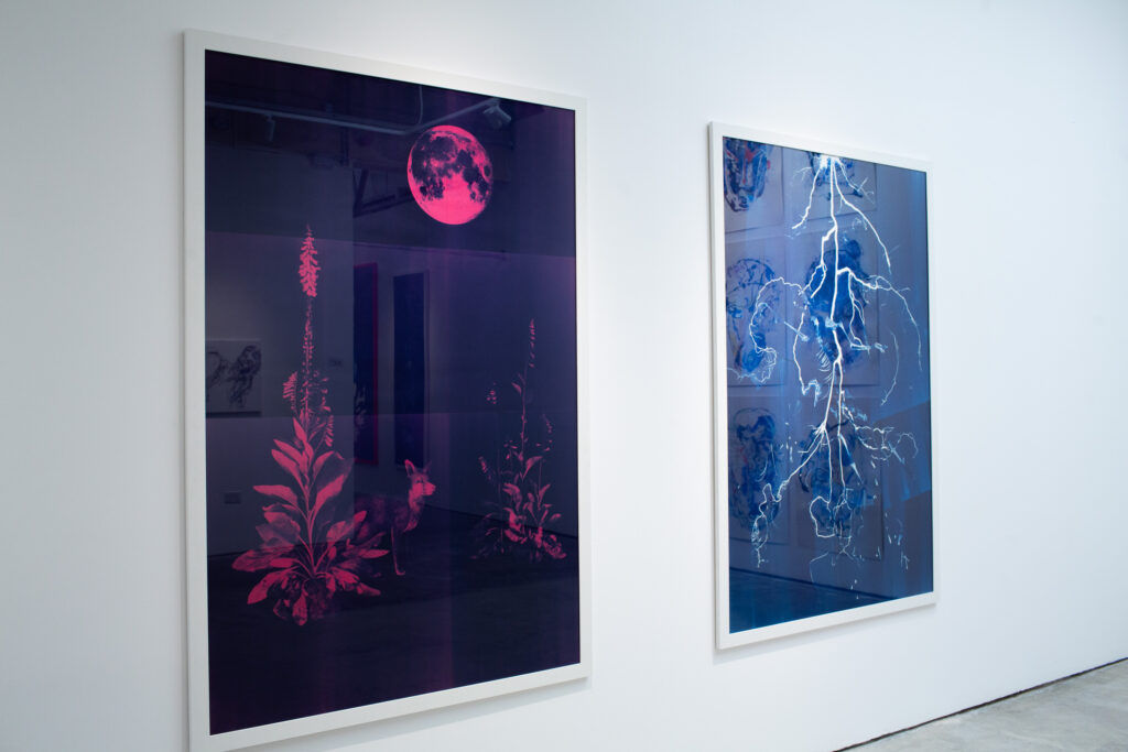 Two large framed cyanotype works in magenta and blue hung on the gallery wall