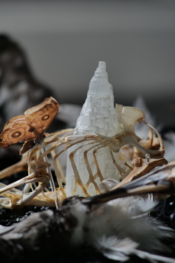Detail of a bird skeleton with a moth and a pale conical form