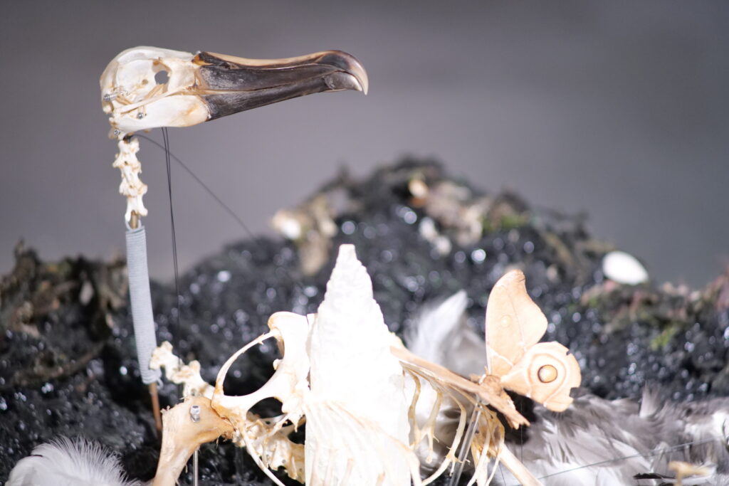 Detail of a long-beaked bird skull with a moth, above bones and feathers